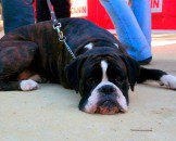 perro festival canino eu
