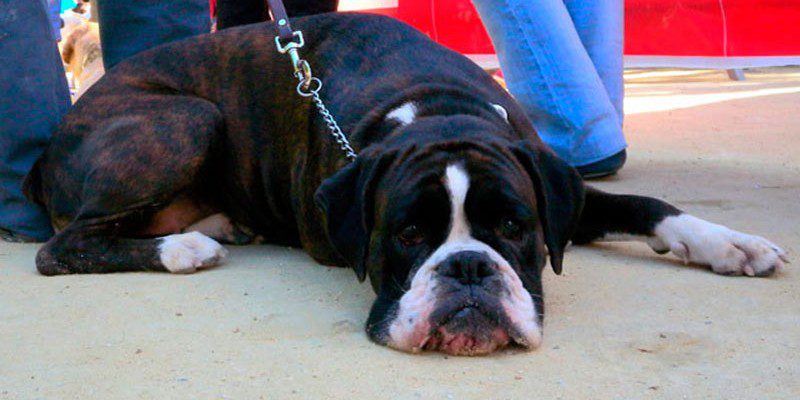 perro festival canino eu