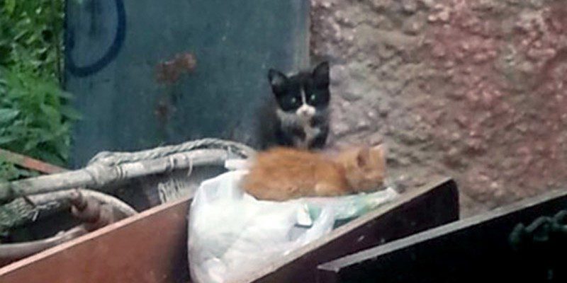 plazacocherasgatosjerezjun14