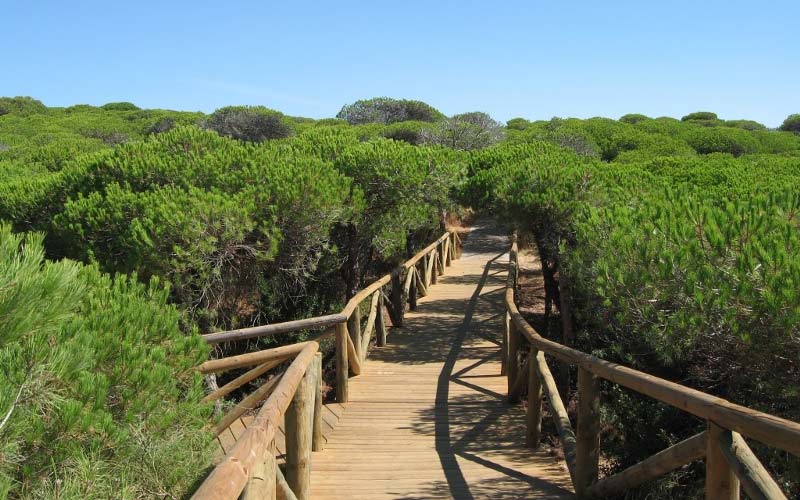 Sendero entre pinares de Rota