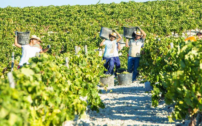 La vendimia “más temprana” del Marco de Jerez cerrará con una notable caída de la producción