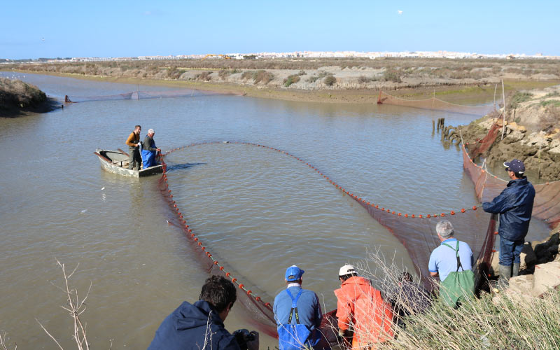 Los esteros de la Bahía de Cádiz se postulan a ser reconocidos Sistema Importante del Patrimonio Agrícola Mundial por la FAO