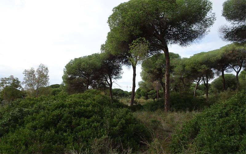 Detalle del pinar que se quiere urbanizar / FOTO: Ecologistas