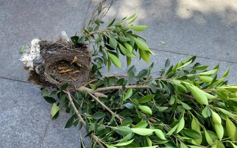 Un nido caído en el suelo tras una de las recientes podas en Cádiz / FOTO: Agaden