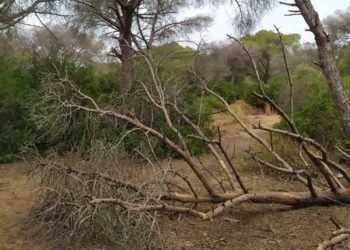 Ejemplares muertos sin retirar / FOTO: Equo