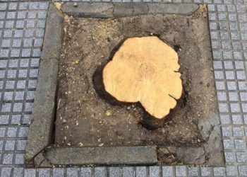 Ejemplar talado años atrás / FOTO: Ganemos Jerez