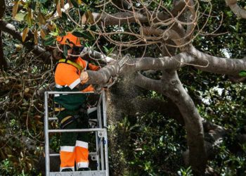 Actuando de urgencia meses atrás en el ficus del Mora / FOTO: Eulogio García