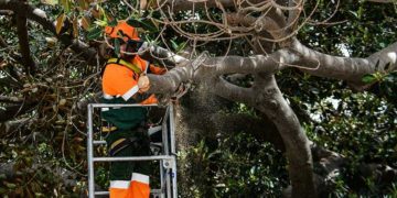 Actuando de urgencia meses atrás en el ficus del Mora / FOTO: Eulogio García