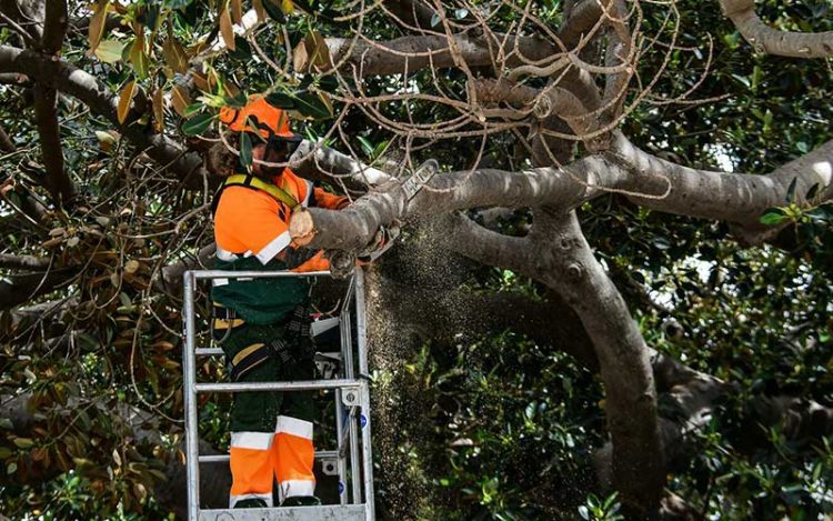 Actuando de urgencia meses atrás en el ficus del Mora / FOTO: Eulogio García