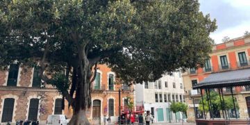 Ejemplar protagonista de este rincón del centro jerezano / FOTO: Adelante