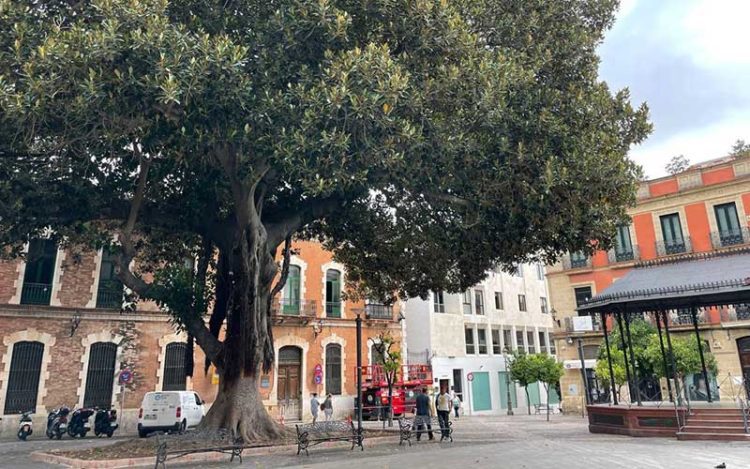 Ejemplar protagonista de este rincón del centro jerezano / FOTO: Adelante