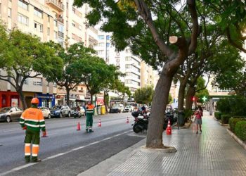 Trabajos preventivos tras la rama caída días atrás en la avenida / FOTO: Eulogio García