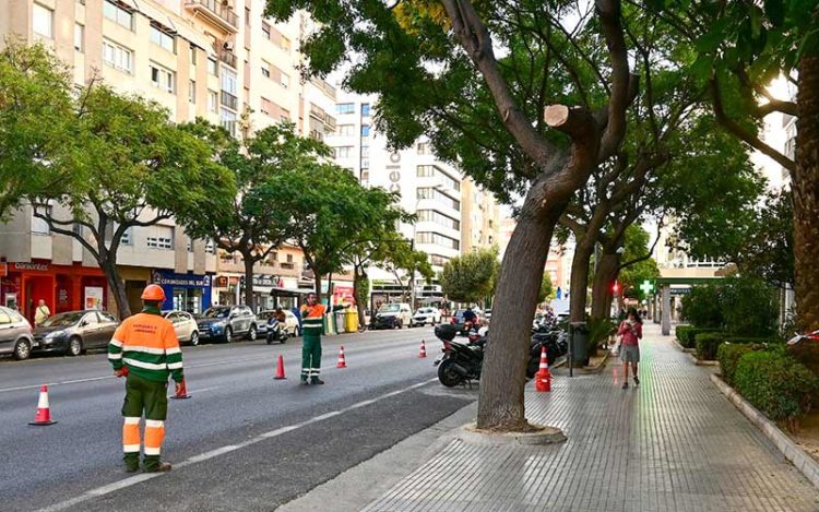 Trabajos preventivos en la avenida / FOTO: Eulogio García