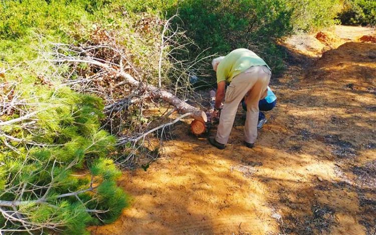 Técnicos de la Junta retirando árboles muertos / FOTO: Ayto.