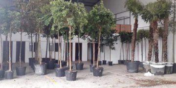 Ejemplares a la espera de su replantación / FOTO: Ayto.