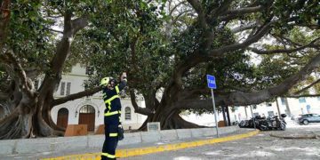 Inspeccionando la copa tras una pasada caída de ramas / FOTO: Eulogio García