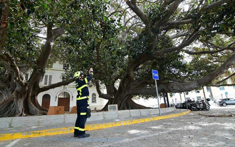 Inspeccionando la copa tras una pasada caída de ramas / FOTO: Eulogio García