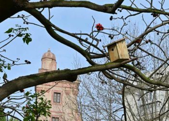 Una de las cajas nidos colocadas en la plaza de España / FOTO: Eulogio García