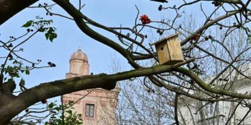Una de las cajas nidos colocadas en la plaza de España / FOTO: Eulogio García