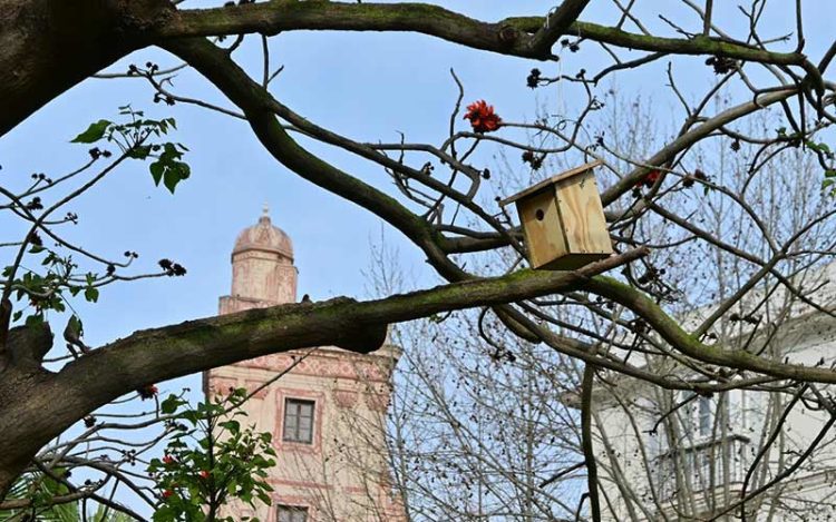 Una de las cajas nidos colocadas en la plaza de España / FOTO: Eulogio García