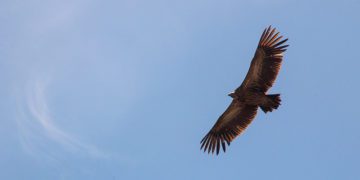 Halcón sobrevolando los cielos / FOTO: pexels.com