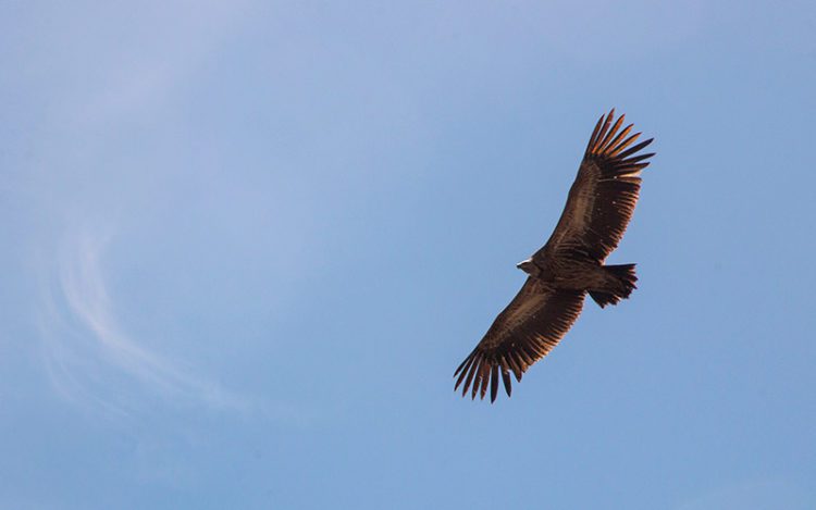 Halcón sobrevolando los cielos / FOTO: pexels.com