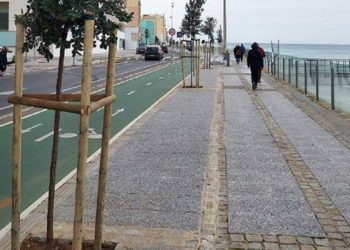 Árboles plantados recientemente en el paseo marítimo / FOTO: Ayto.