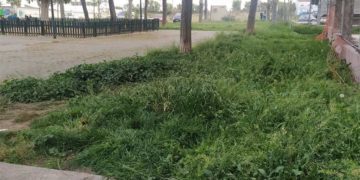 Zona verde descuidada en la plaza de las Bulerías / FOTO: Podemos