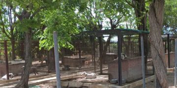 Estampa del Centro de Protección Animal Bahía de Cádiz, desde su web