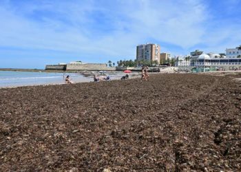 Una mañana con La Caleta inundada del alga invasora / FOTO: Eulogio García