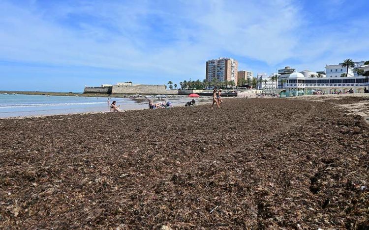 Una mañana con La Caleta inundada del alga invasora / FOTO: Eulogio García