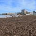 Una mañana con La Caleta inundada del alga invasora / FOTO: Eulogio García
