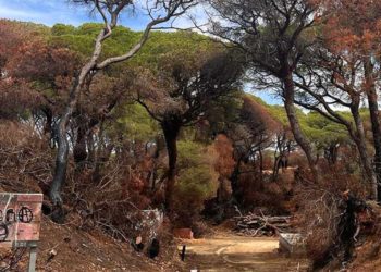 Una de las estampas del parque tras el fuego / FOTO: Ayto.