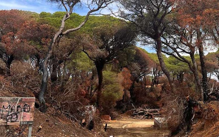 Una de las estampas del parque tras el fuego / FOTO: Ayto.