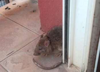 Hay vecinos que denuncian que las ratas se pasean incluso por sus balcones / FOTO: cedida