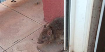 Hay vecinos que denuncian que las ratas se pasean incluso por sus balcones / FOTO: cedida
