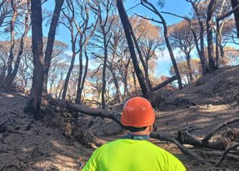 Trabajos de saneamiento de las zonas más afectadas por el fuego / FOTO: Ayto.