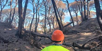 Trabajos de saneamiento de las zonas más afectadas por el fuego / FOTO: Ayto.