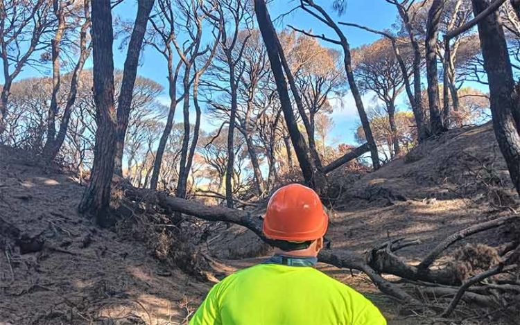 Trabajos de saneamiento de las zonas más afectadas por el fuego / FOTO: Ayto.