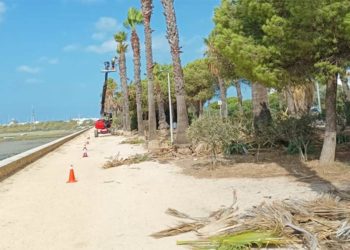 La poda de las palmeras, entre las acciones destacadas / FOTO: Ayto.