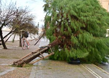 Árboles tumbados en el Campo del Sur / FOTO: Eulogio García