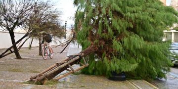 Árboles tumbados en el Campo del Sur / FOTO: Eulogio García