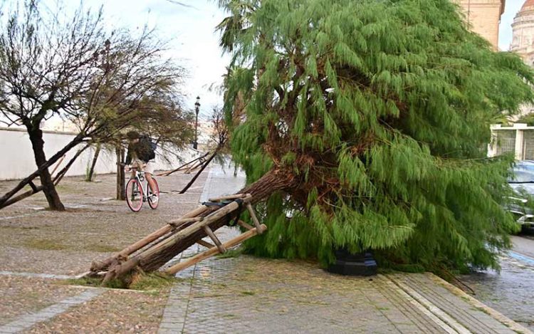 Árboles tumbados en el Campo del Sur / FOTO: Eulogio García