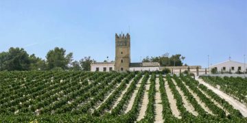 Se quiere salvaguardar el paisaje característico del viñedo / FOTO: La Confluencia