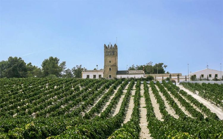 Se quiere salvaguardar el paisaje característico del viñedo / FOTO: La Confluencia