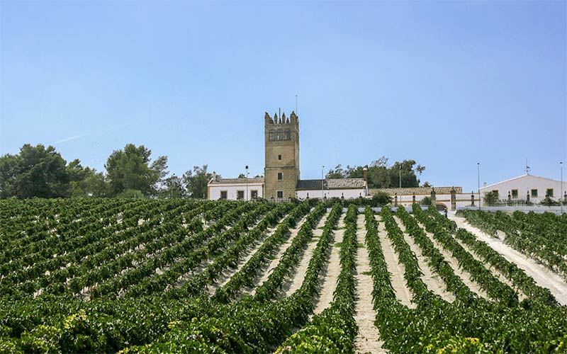 Sale adelante una moratoria de dos años que impide la implantación de nuevas plantas eólicas y fotovoltaicas en la zona de viñedo de Jerez