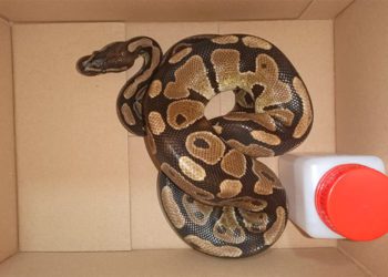 La serpiente "rescatada" / FOTO: Ayto.