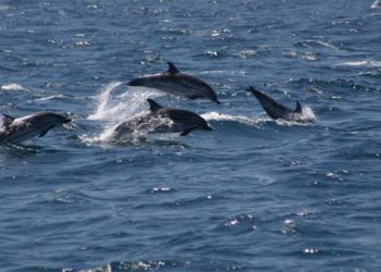 La presencia de delfines es habitual en la costa gaditana / FOTO: Ecologistas