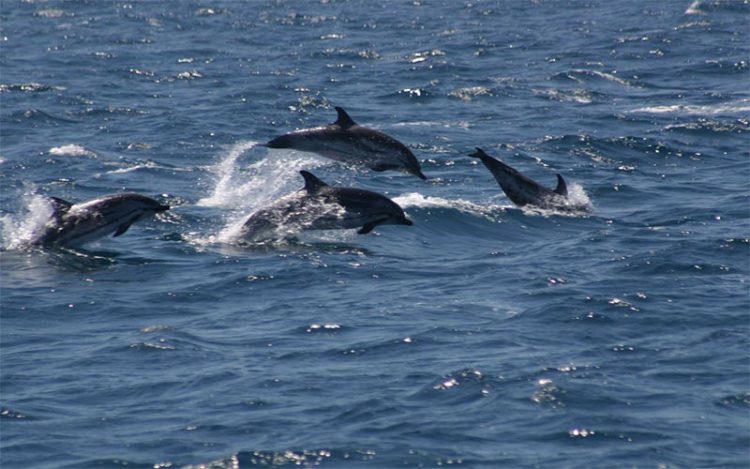 La presencia de delfines es habitual en la costa gaditana / FOTO: Ecologistas