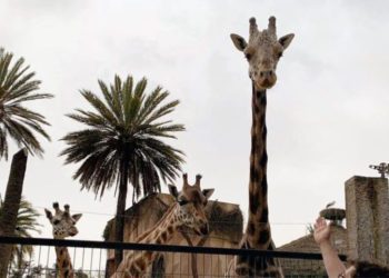 El ejemplar en una imagen de meses atrás / FOTO: Ayto.